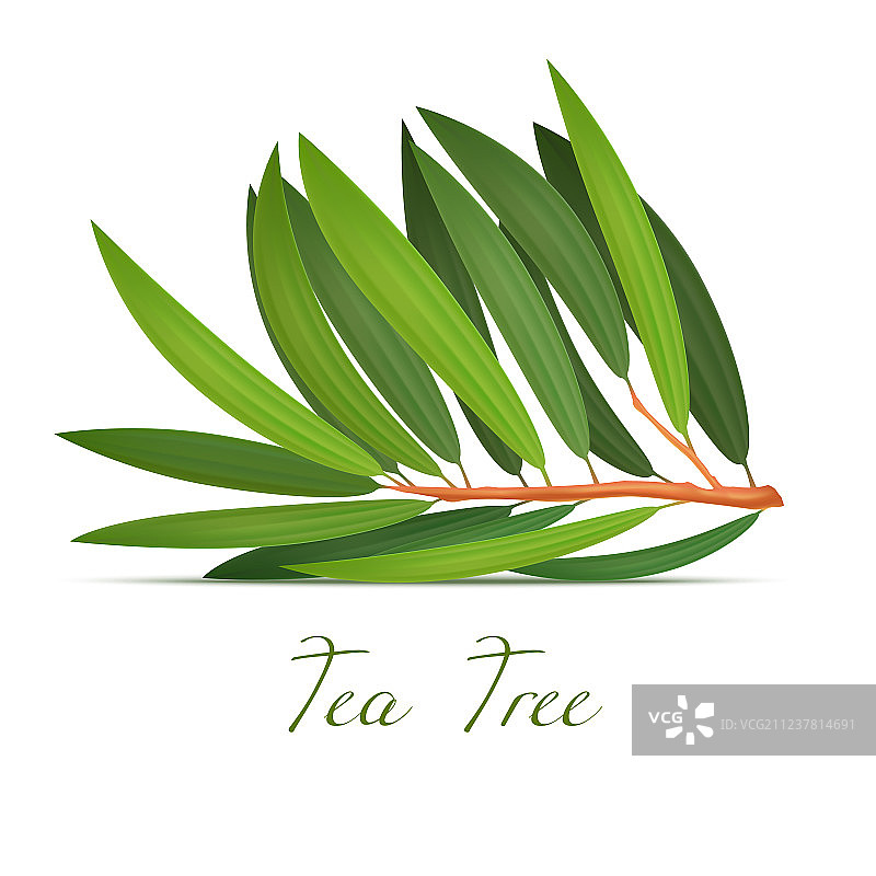茶树植物枝条写实风格图片素材