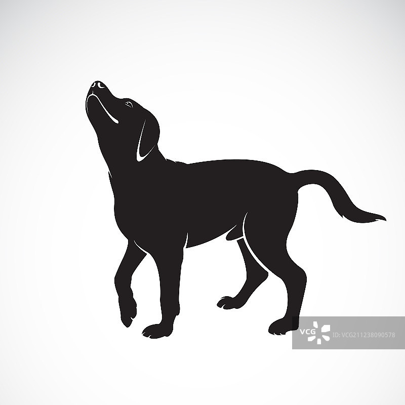 拉布拉多犬是白色背景的宠物动物图片素材