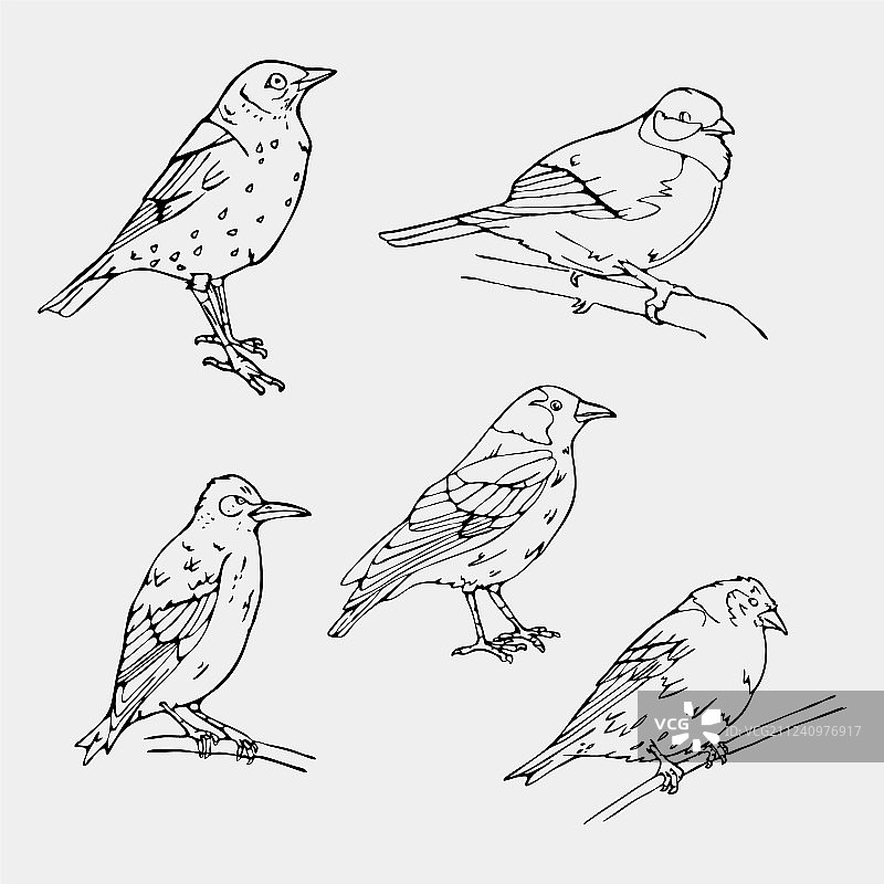 鸟雕风格邮票印章简单素描图片素材