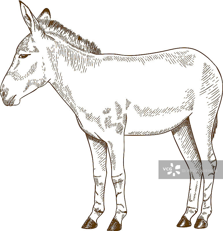 索马里野驴雕刻画图片素材