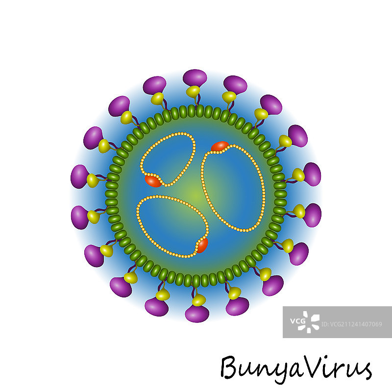 布尼亚病毒颗粒结构分离图片素材