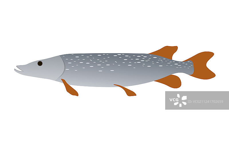食肉梭子鱼，生活在淡水河川的鱼图片素材