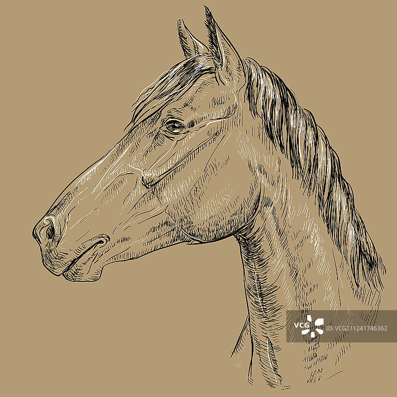 马的肖像-16在棕色的背景图片素材