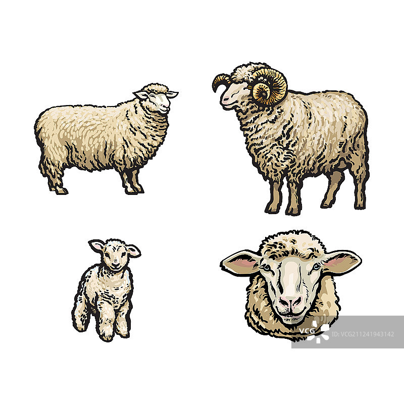 素描绵羊，羊羔，有角的公羊图片素材