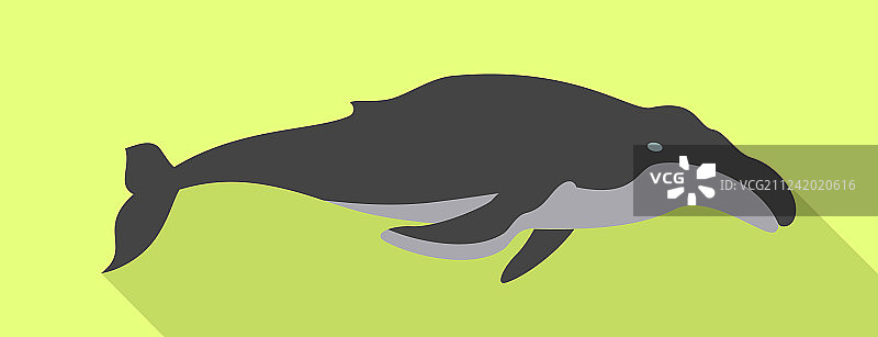 小须鲸图标扁平化风格图片素材