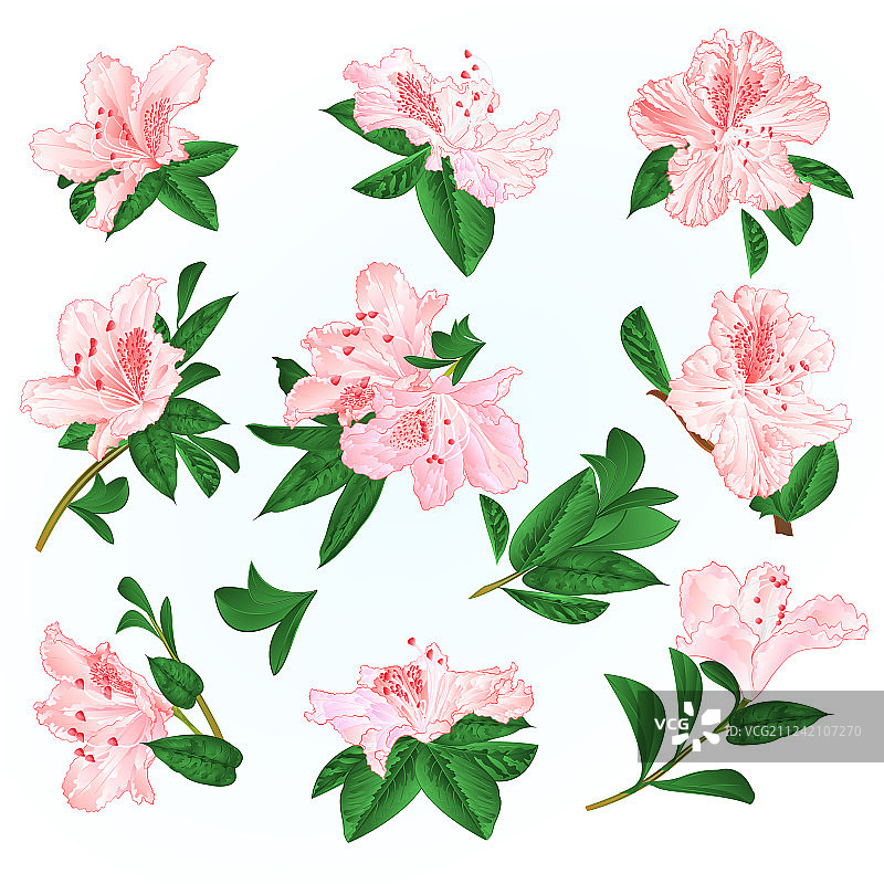 杜鹃花和叶子呈浅粉色图片素材