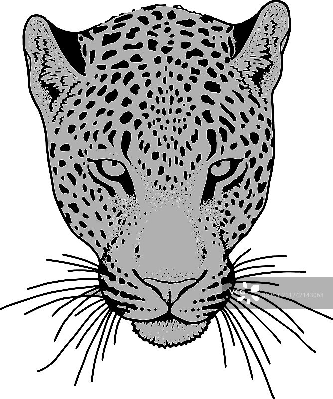 豹纹脸纹图片素材