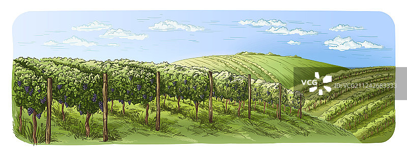 五颜六色的葡萄种植园，山上树木云图片素材