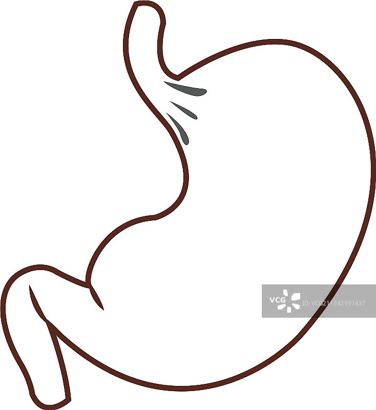 人类的胃器官图片素材