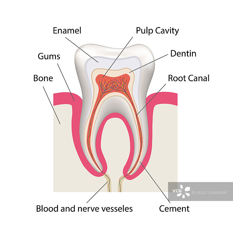 详细的人类牙齿解剖信息图表图片素材