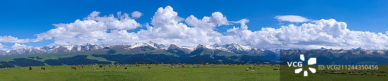 新疆伊犁美丽的高山草原夏牧场图片素材