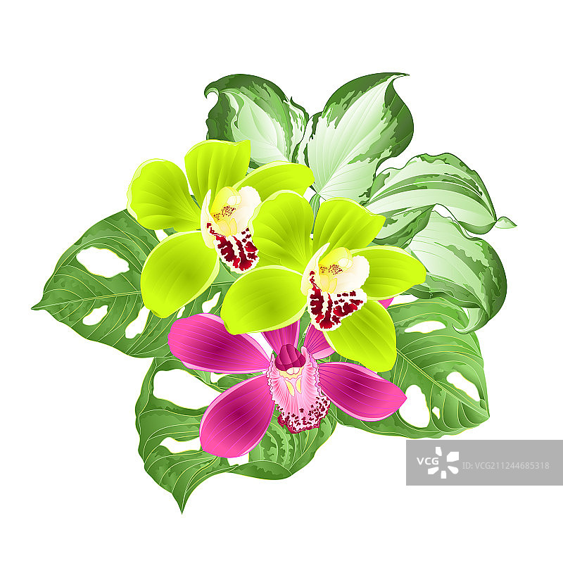 热带兰花，兰花的绿色和紫色图片素材