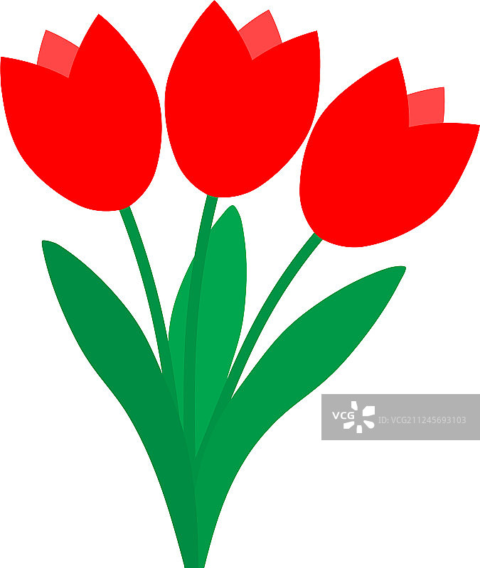 三株红色郁金香孤立在白色背景上图片素材
