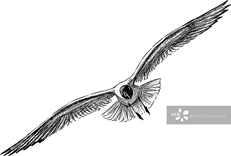 画一只飞翔的大海鸥图片素材