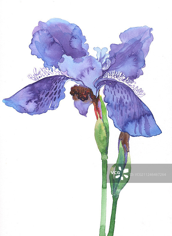 水彩插画花卉紫色鸢尾图片素材