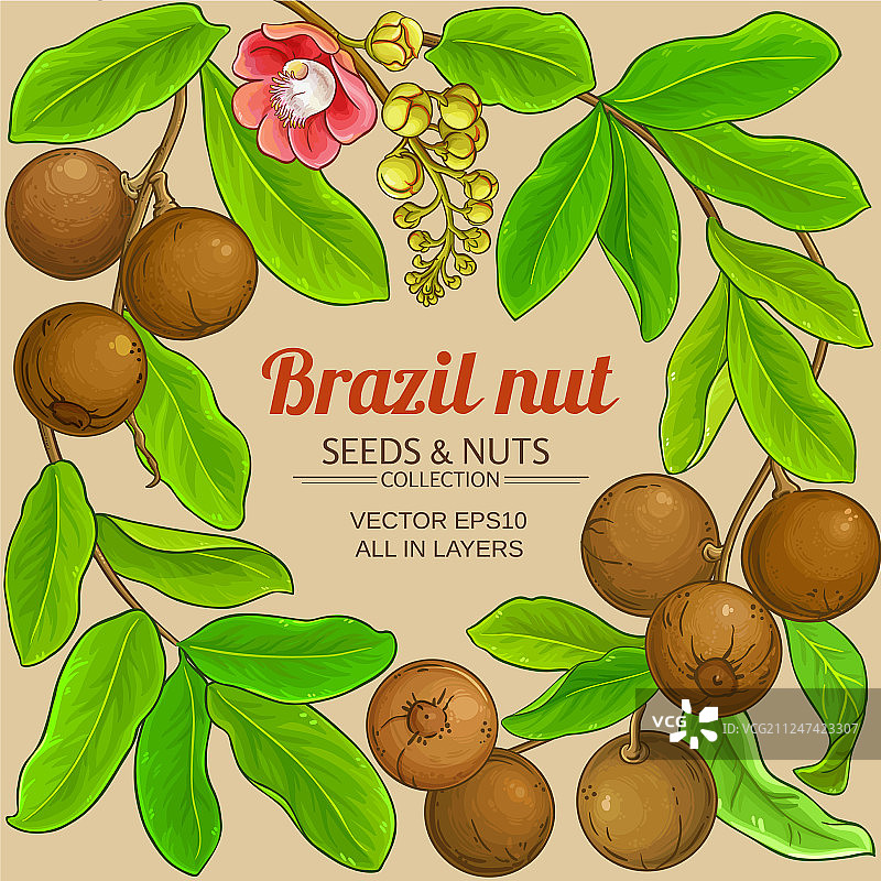 巴西坚果树枝框架上的颜色背景图片素材