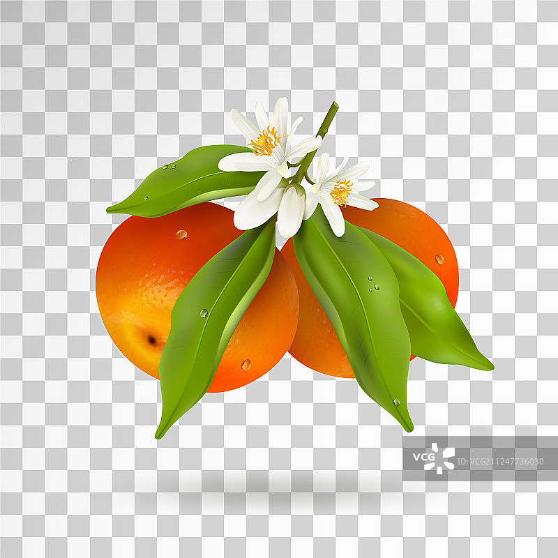 两种柑橘类水果，柑橘或橘子图片素材