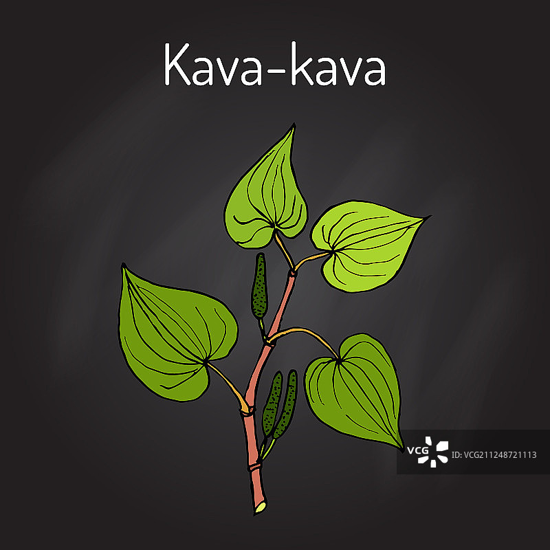 卡瓦卡瓦胡椒属药用植物图片素材