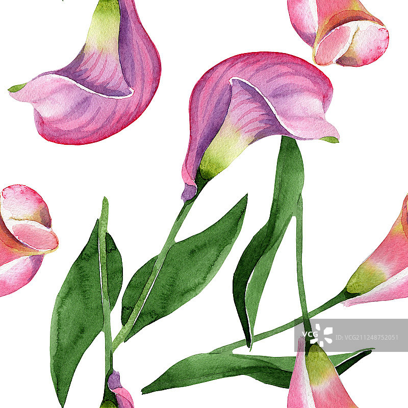 粉红色马蹄莲，花，植物花。水彩背景插图集。无缝的背景图案。图片素材