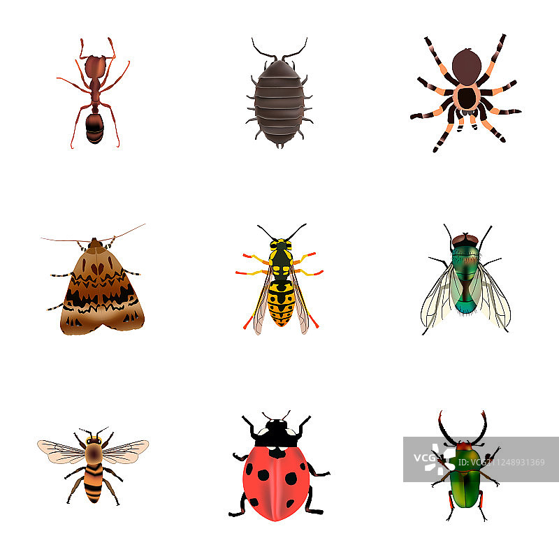 一套bug现实符号与bug瓢虫图片素材