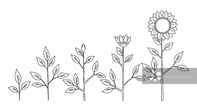 发芽叶子茎种子秧苗花花簇向日葵泥土农场装饰图表花盆锅脚踏车植物