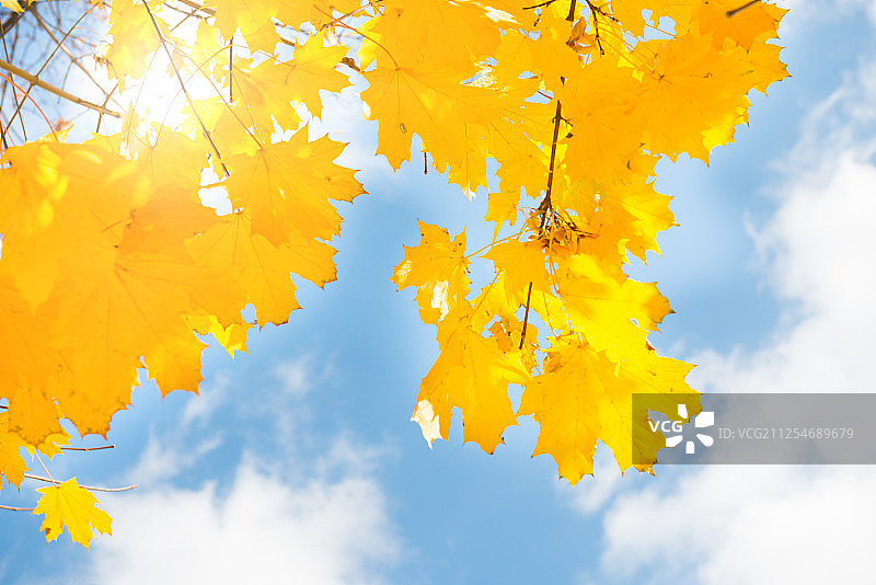 秋天的黄叶图片素材
