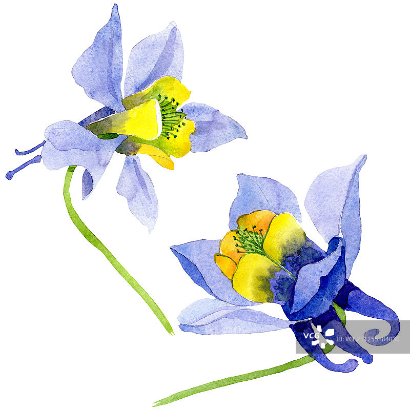 蓝黄色的蔷薇属植物花。水彩背景设置。孤立的茄子插图元素。图片素材