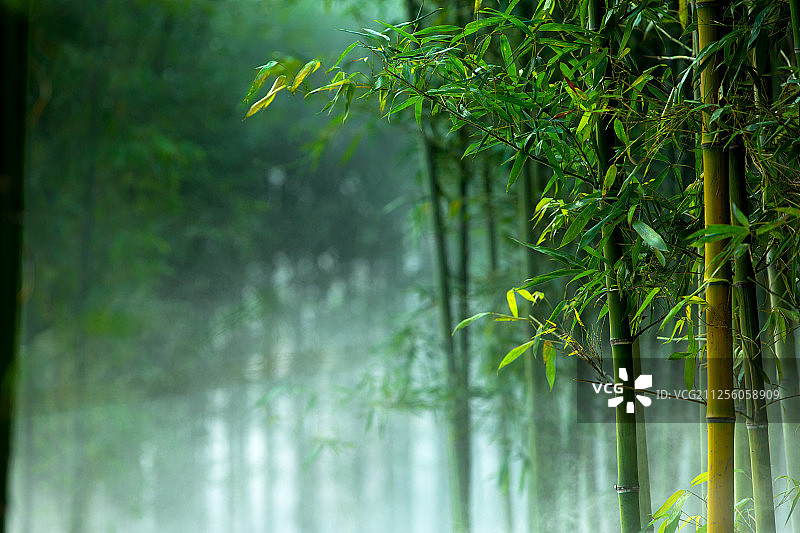 浓雾笼罩的竹林图片素材