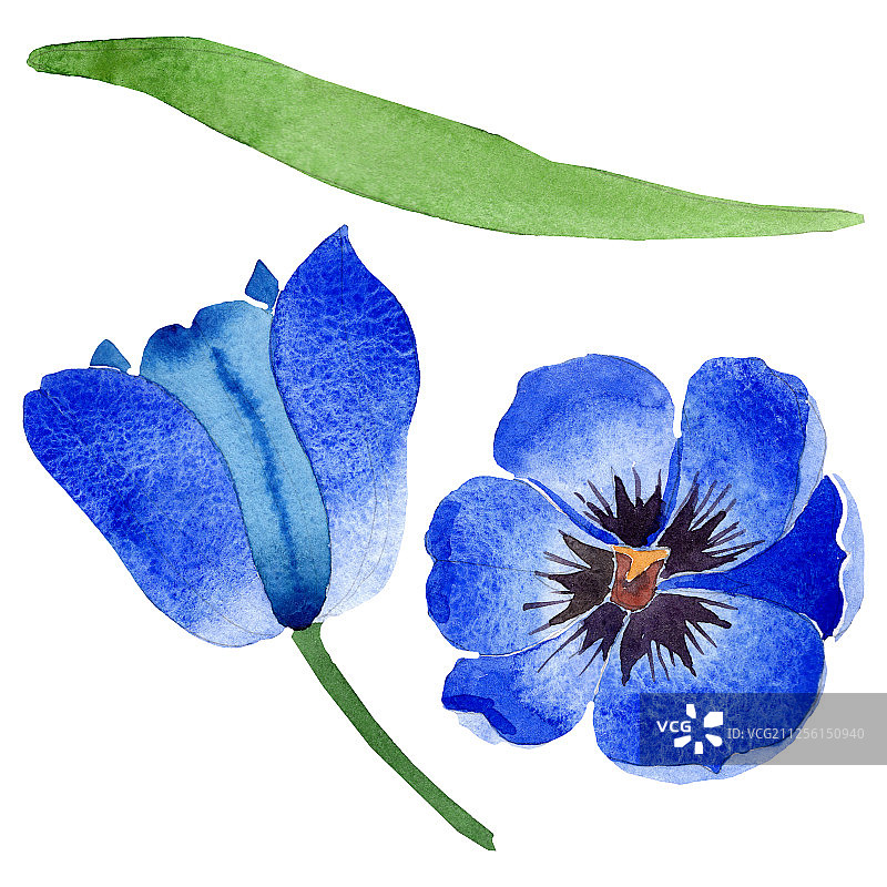 蓝色郁金香花。水彩背景插图集。孤立的郁金香插图元素。图片素材