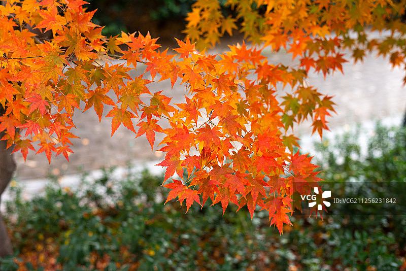 秋季的枫叶图片素材