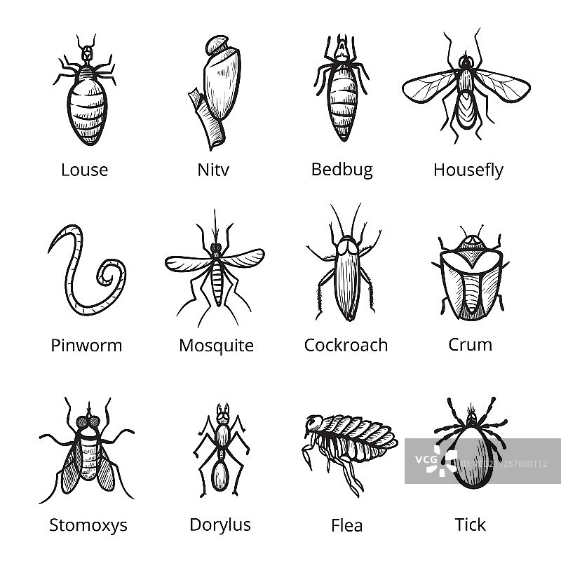 昆虫寄生虫图标设置bug的名称图片素材