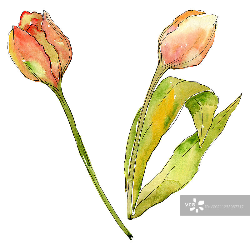 郁金香是一种花卉植物。水彩背景插图集。孤立的郁金香插图元素。图片素材