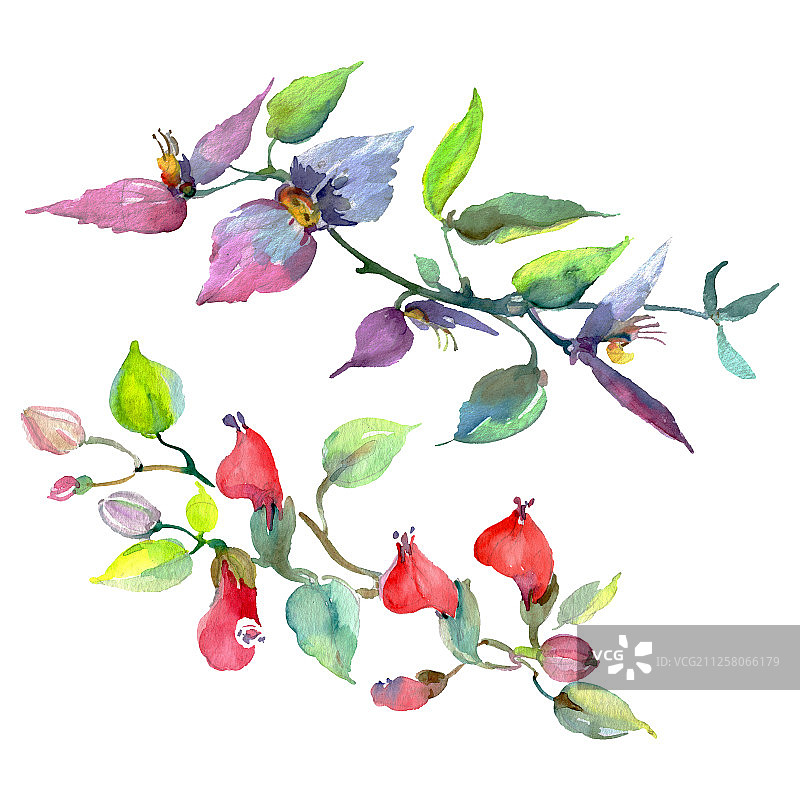 花束，植物花。水彩背景插图集。孤立的花束插图元素。图片素材