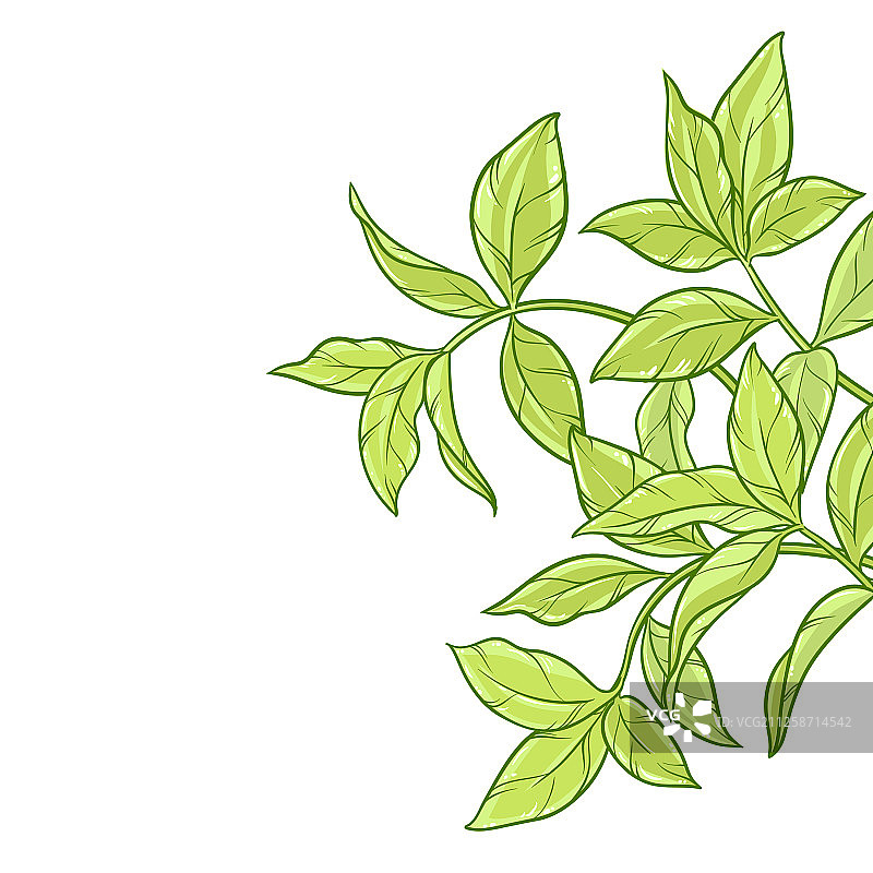 白色背景上的绿茶叶子图片素材
