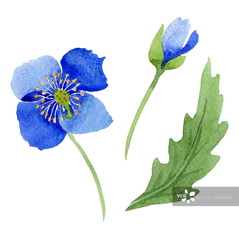 蓝色的罂粟花。水彩背景插图集。孤立的罂粟插图元素。图片素材