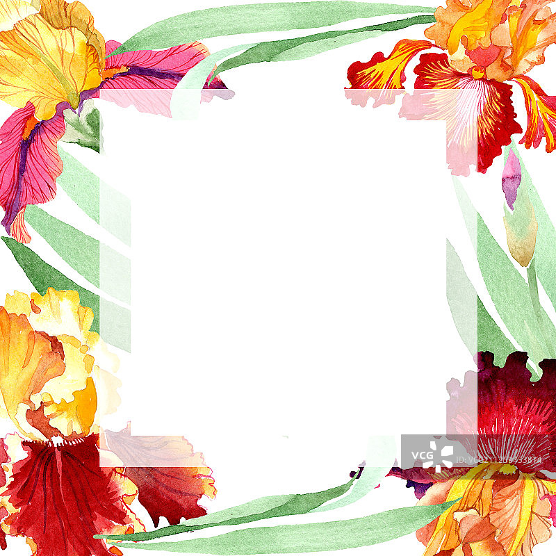 红色大胆遇到鸢尾花植物花。水彩背景插图集。边框装饰方形。图片素材