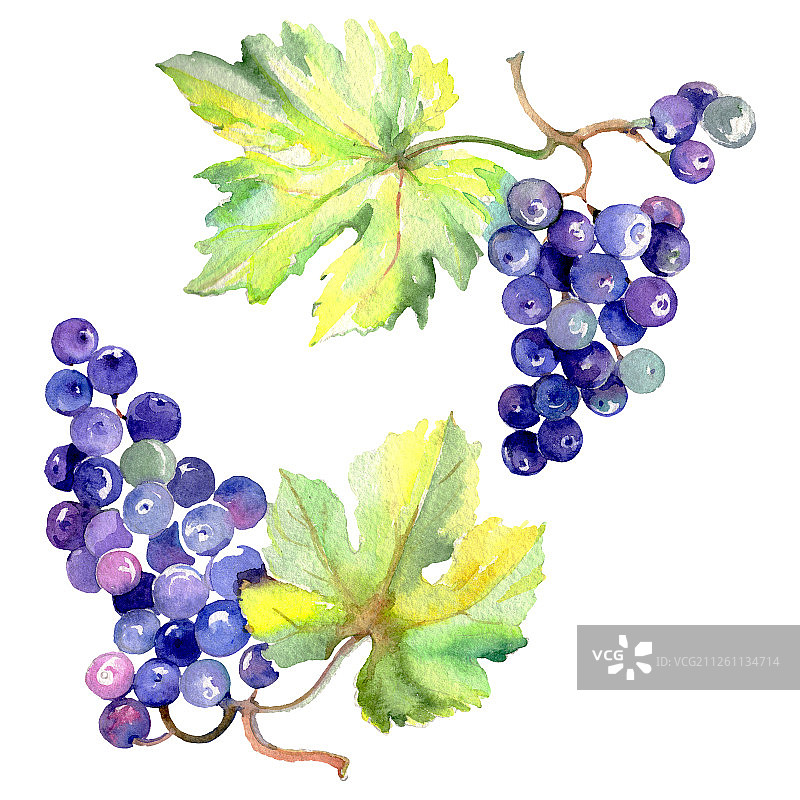 葡萄浆果健康食品在水彩画风格孤立。水彩背景设置。孤立的水果插图元素。图片素材