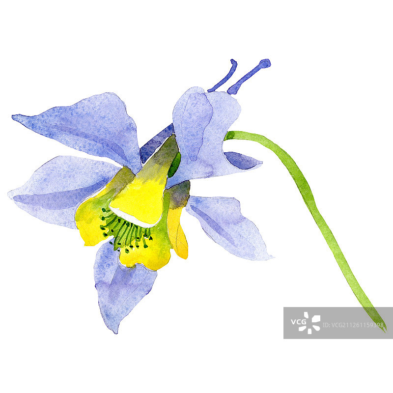 蓝黄水仙花。孤立的aquilegia插图元素。水彩背景插图集。图片素材