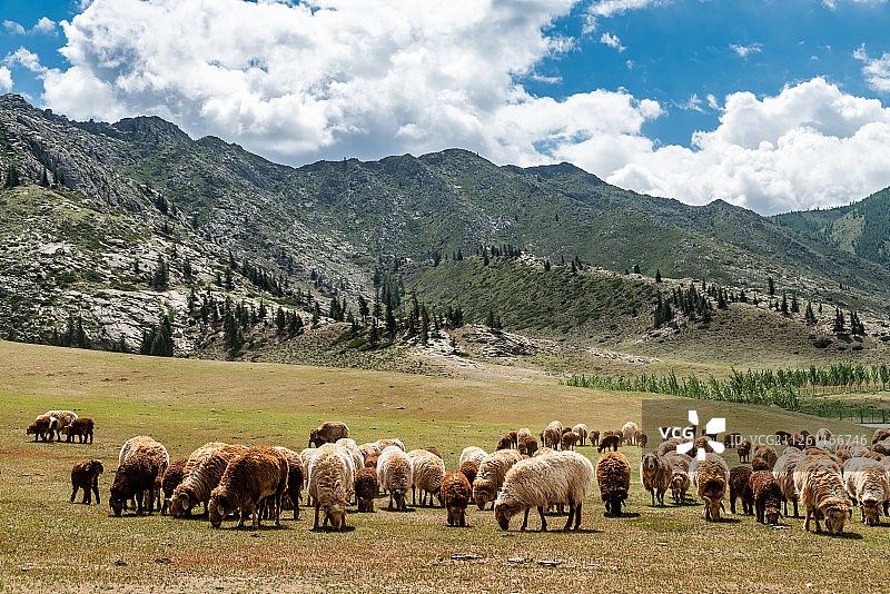 新疆可可托海畜牧区图片素材