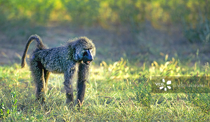 坦桑尼亚的橄榄狒狒图片素材