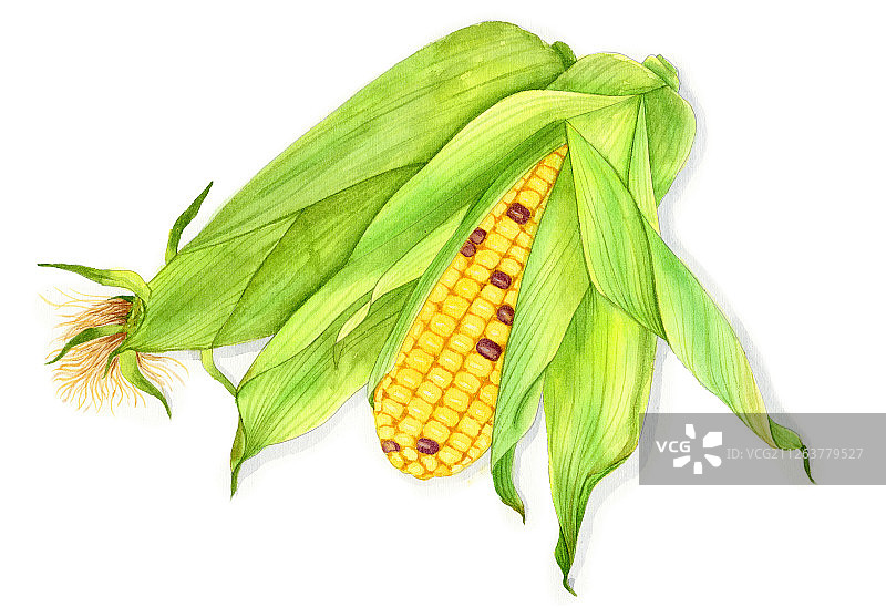 手绘水彩蔬菜玉米设计素材插画图片素材
