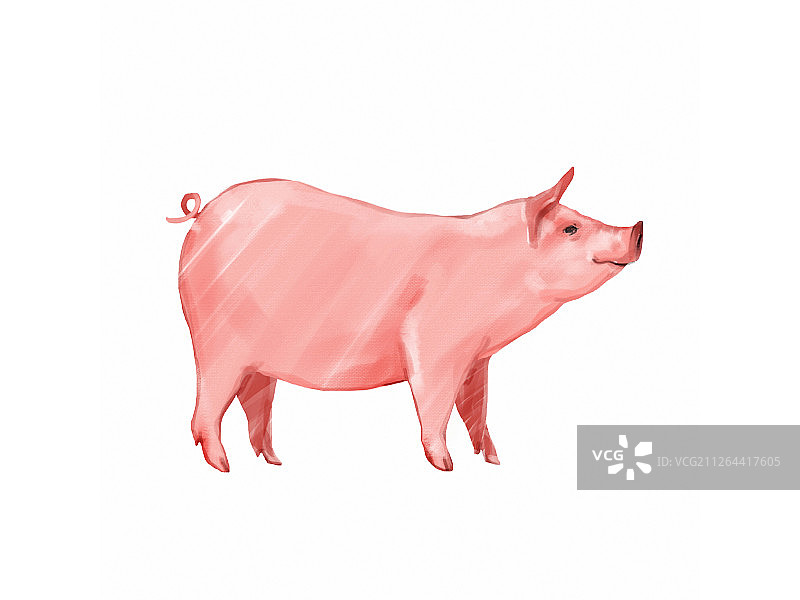 一只肉猪的侧面插图图片素材