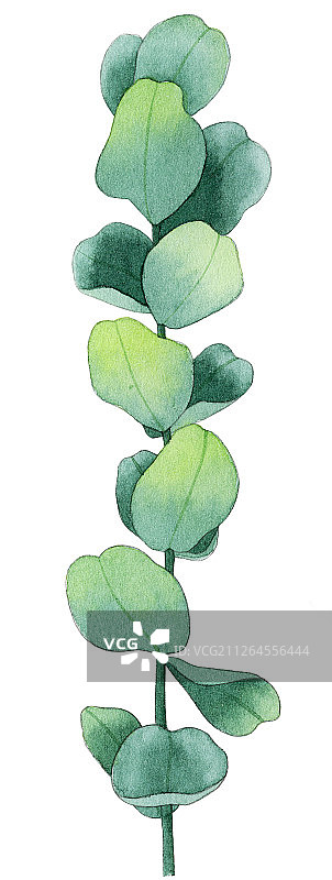 水彩手绘尤加利叶子植物设计素材插画图片素材