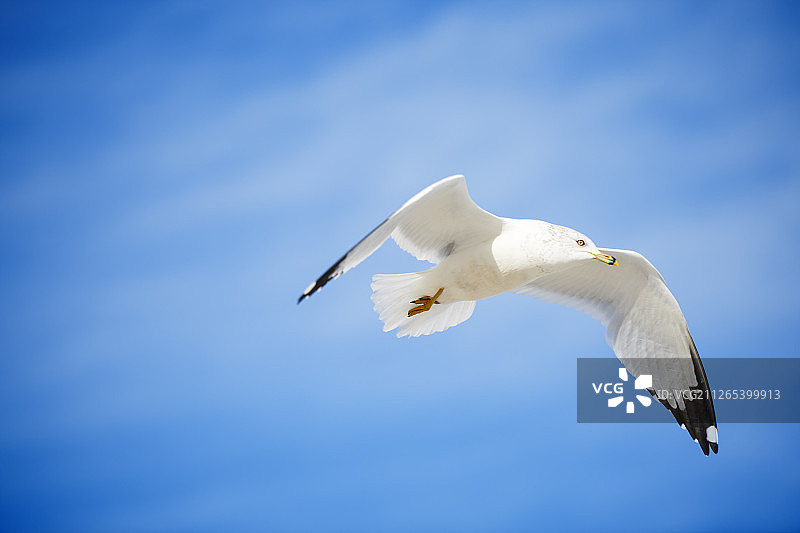 海鸥在蓝天上飞翔图片素材