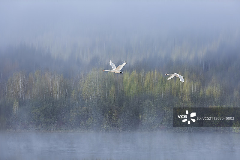额尔古纳河畔飞行的候鸟图片素材