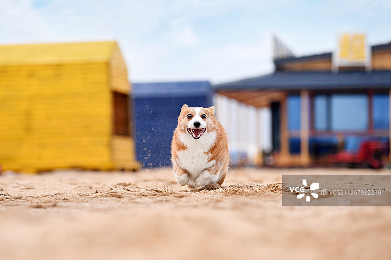 海边的柯基犬图片素材