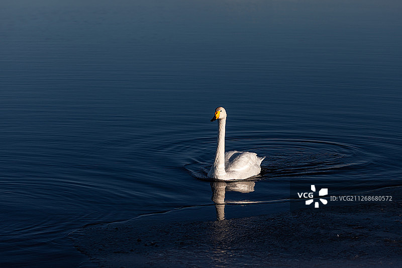 新疆赛里木湖的天鹅图片素材