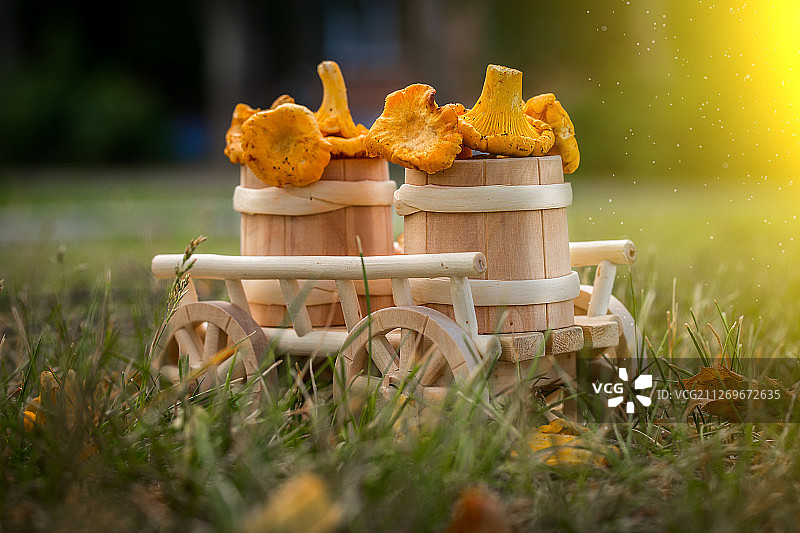 金鸡油菌(Cantharellus cibarius)蘑菇安排作为静物在玩具车上图片素材