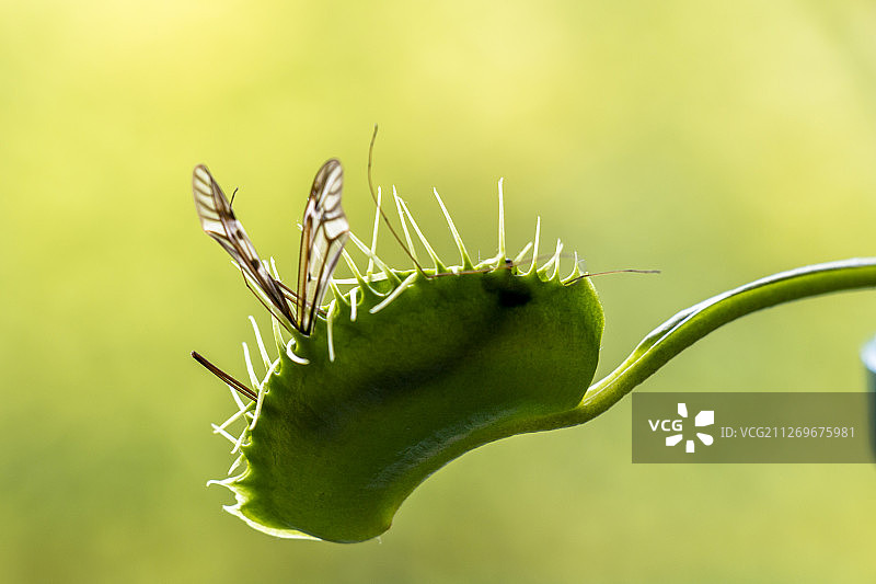 捕蝇草捕捉昆虫的特写图片素材