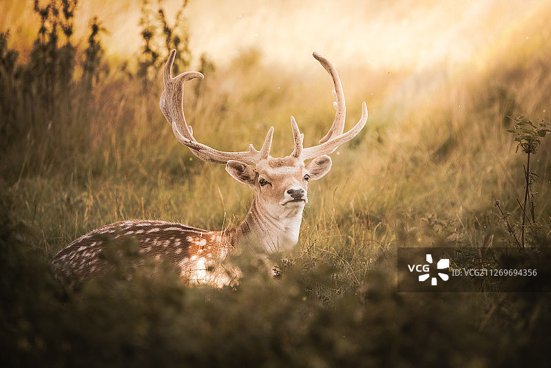 英国什鲁斯伯里草地上的鹿图片素材